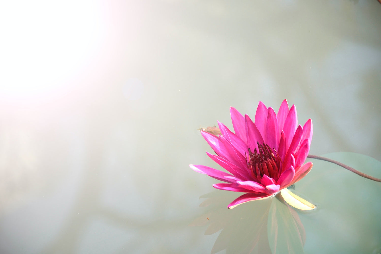 Lotus plant extraction for sustainable textile. - for the Lotus Silk Dress